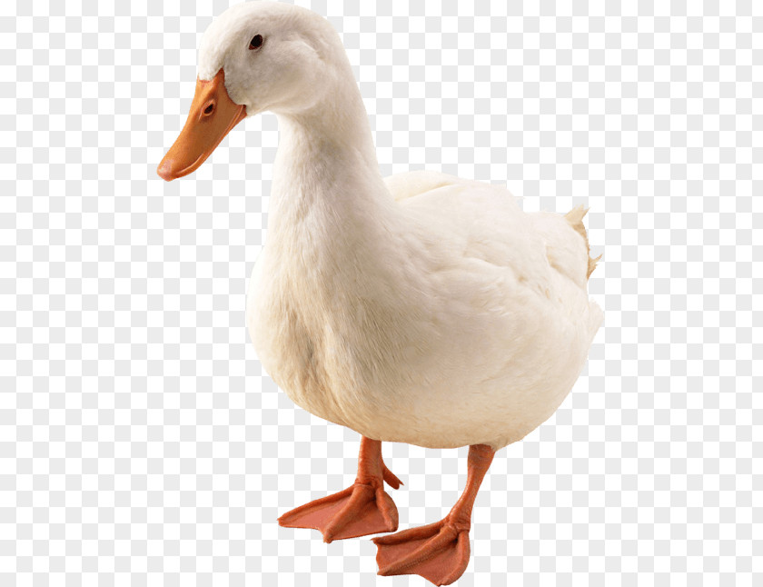 Pato Duck American Pekin Goose Bird Cygnini PNG