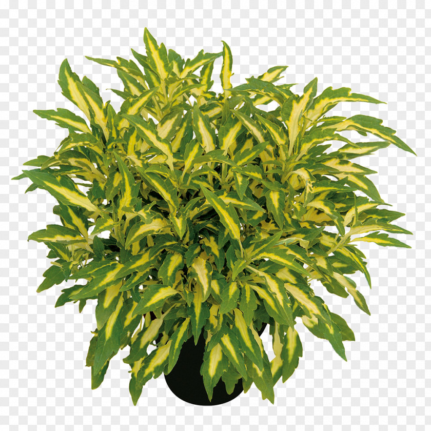 Tree Flowerpot Herb Shrub PNG