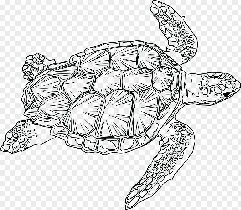 Turtle Sea Reptile Clip Art Drawing PNG
