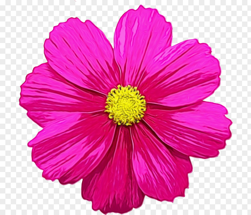 Clip Art Fuchsia Flower Rose PNG