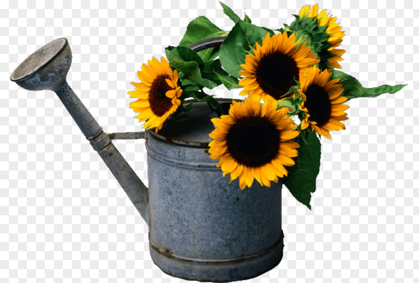 Flower Common Sunflower Sticker Paper Shower PNG