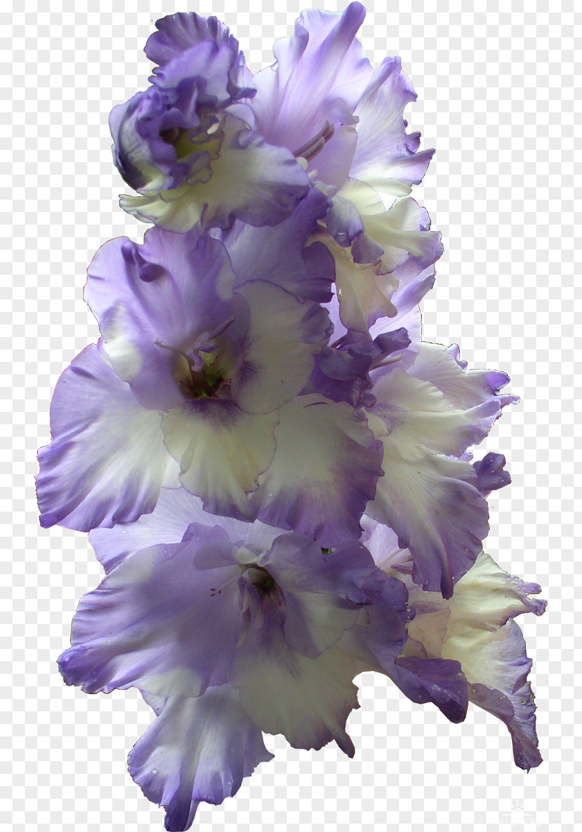 Gladiolus The Flower Bulb PNG
