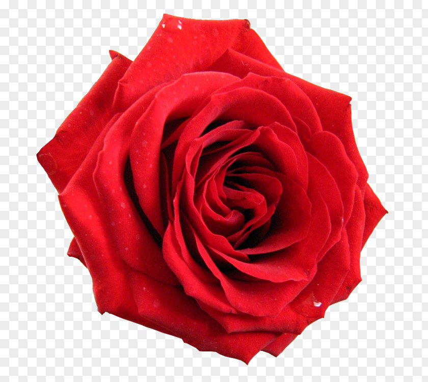 Korean Red Flowers Flower Desktop Wallpaper Rosa Gallica Clip Art PNG