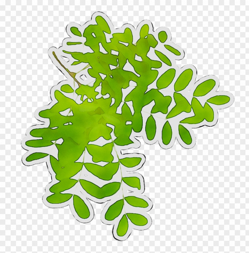 Leaf Plant Stem Font Plants PNG