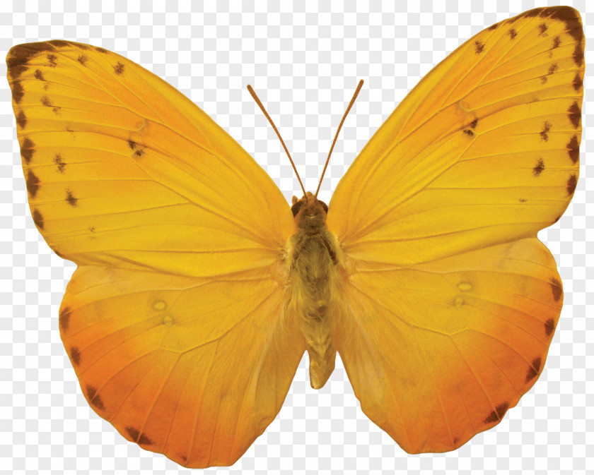 Orange Butterfly Image, Butterflies Free Download PNG