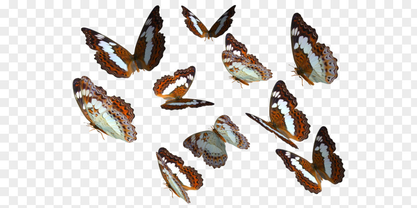 Real Butterfly Monarch Clip Art PNG