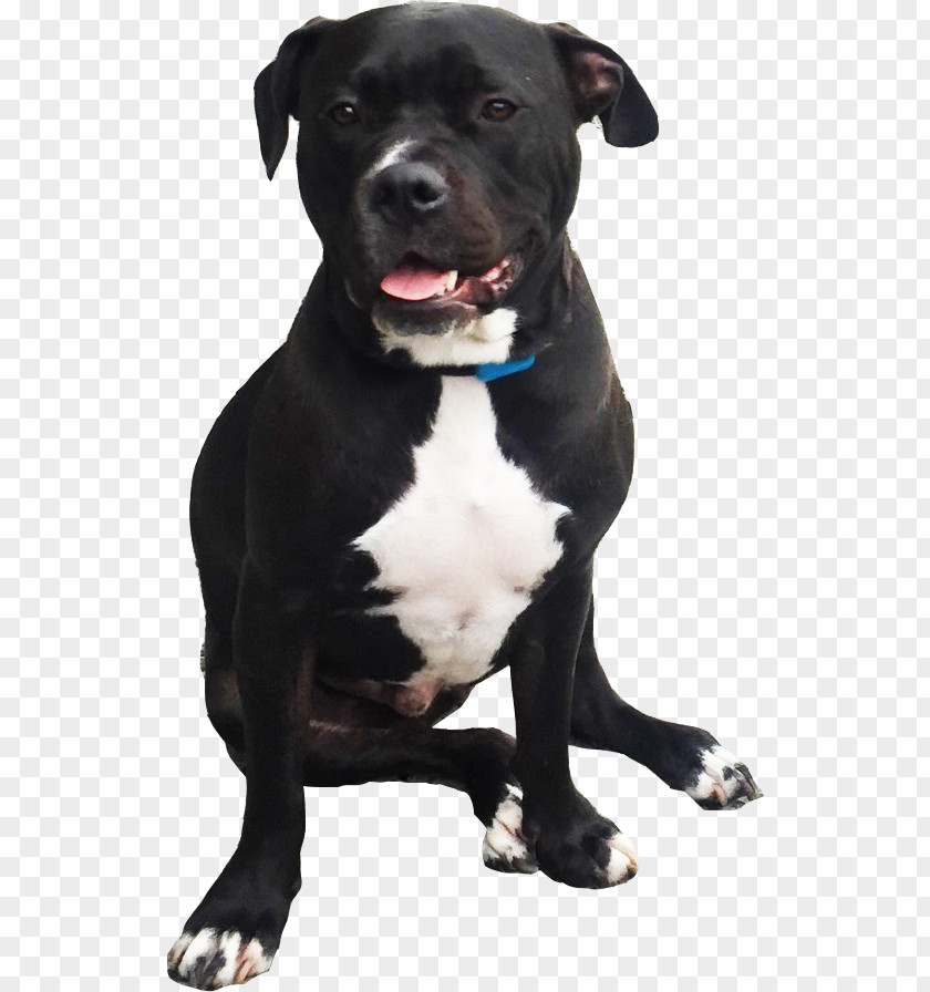 American Pit Bull Terrier Dog Breed Staffordshire Bulldog PNG