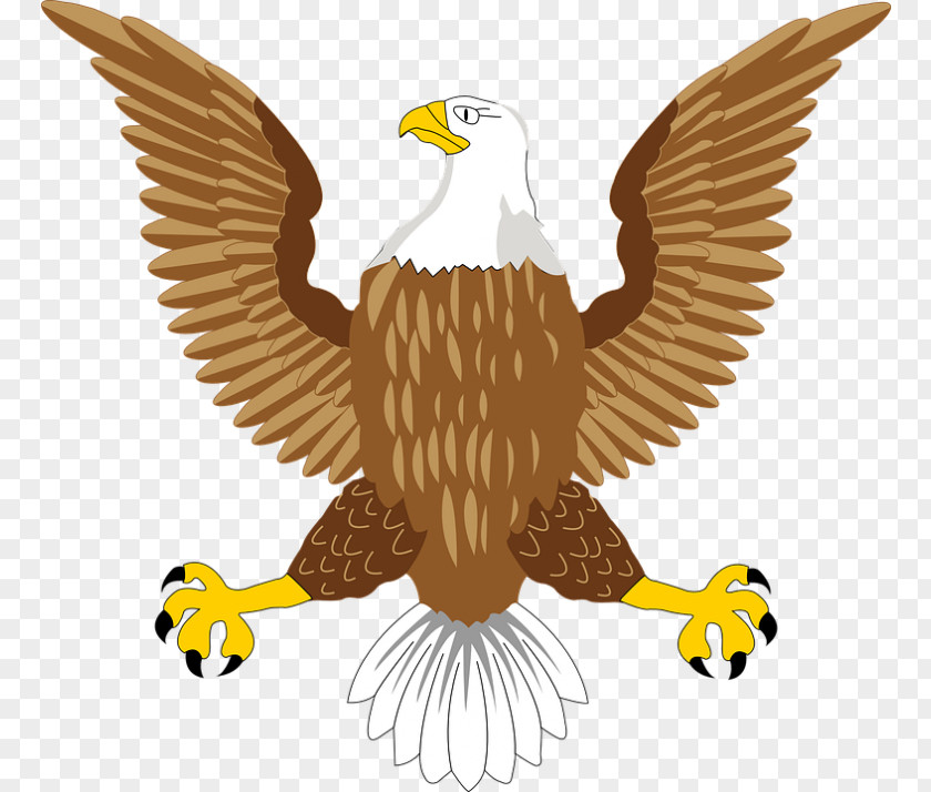 Bird Bald Eagle Hawk Clip Art PNG