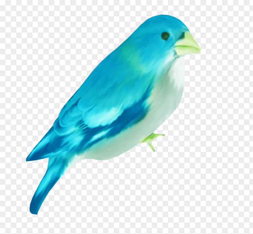 Bird Blue PNG