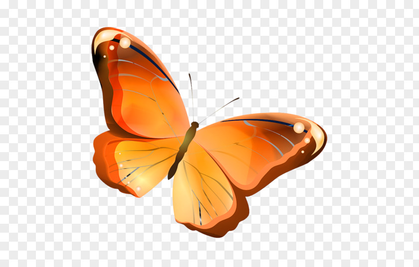 Butterfly Image Drawing Vector Graphics PNG