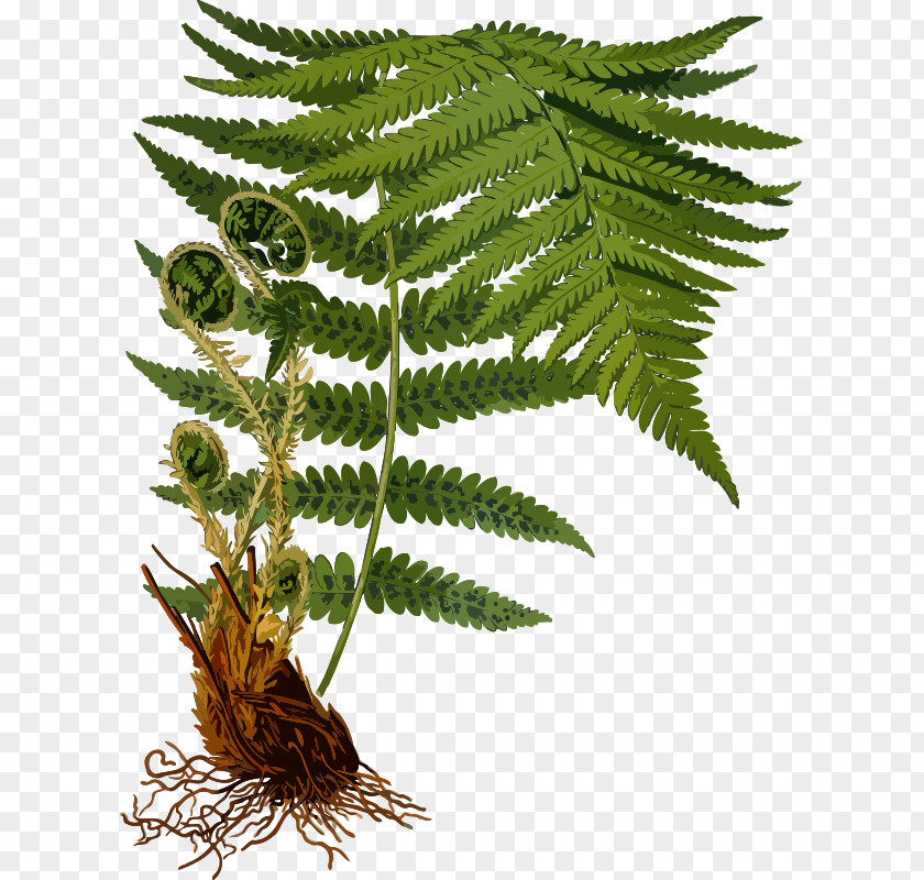 Fern Dryopteris Filix-mas Erythrosora Frond Plant PNG