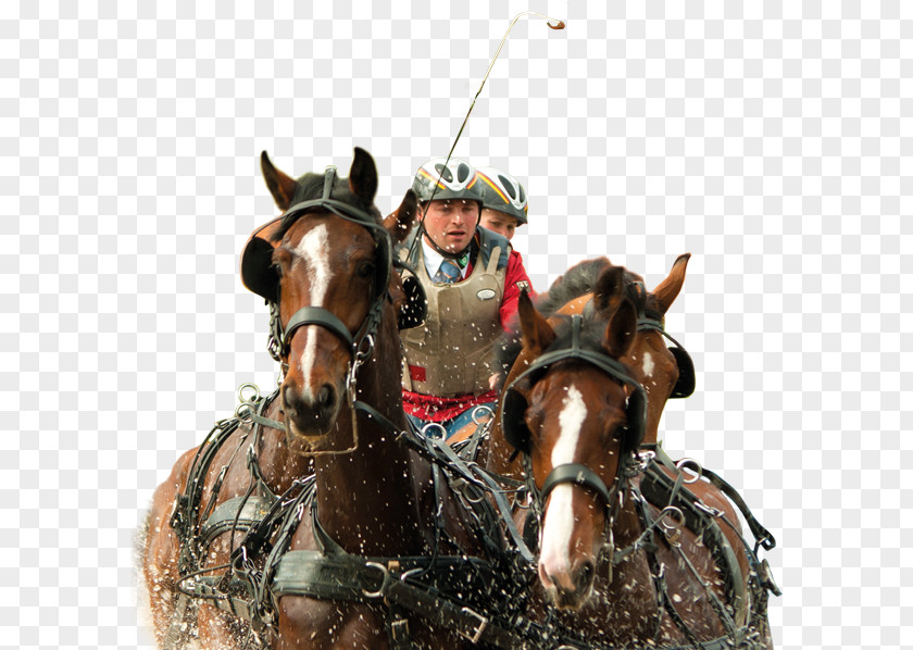 Horse Harnesses Equestrian Driving Chariot PNG