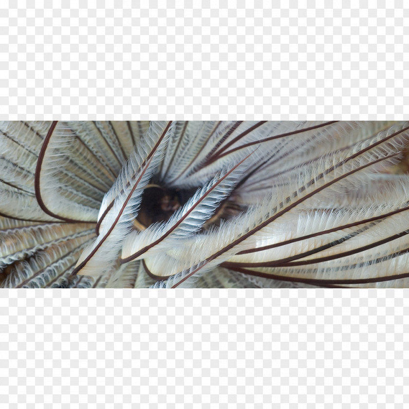 Plumage Sardine Close-up PNG