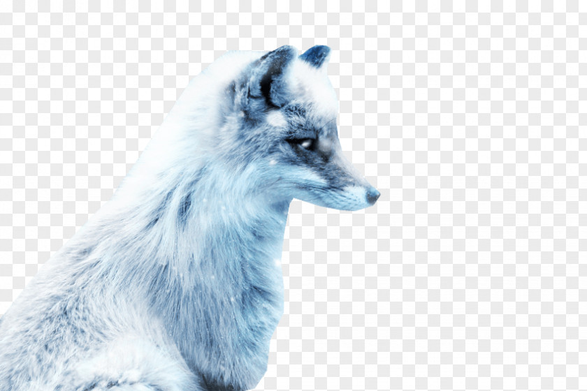 Arctic Fox Silver Red PNG