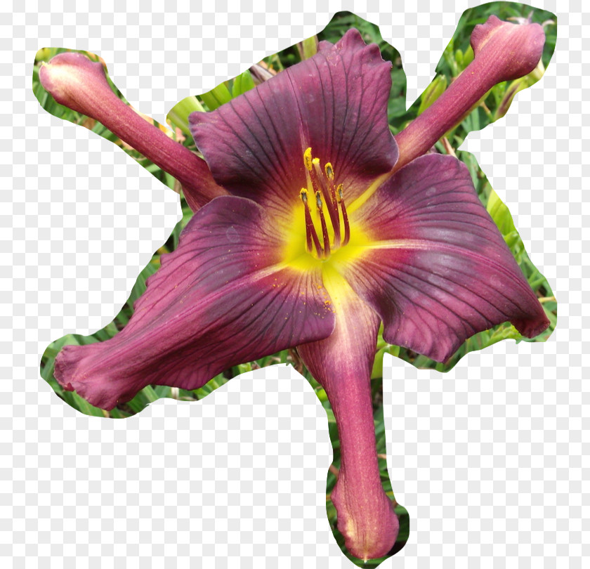 Flower Daylily Tepal Scape Plant Stem PNG