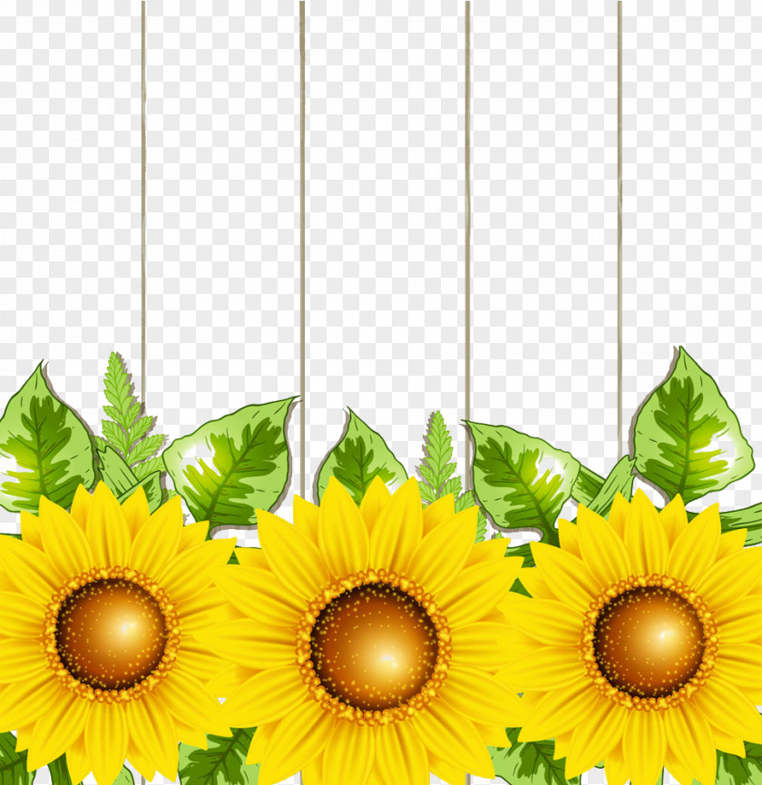 Gerbera Flowers Transvaal Daisy Common Sunflower Illustration PNG