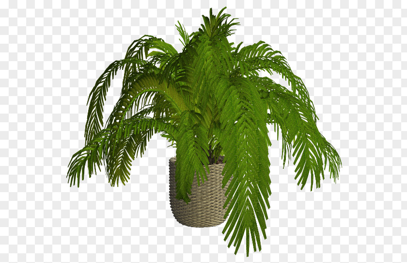 Leaf Arecaceae Flowerpot Fern Houseplant PNG