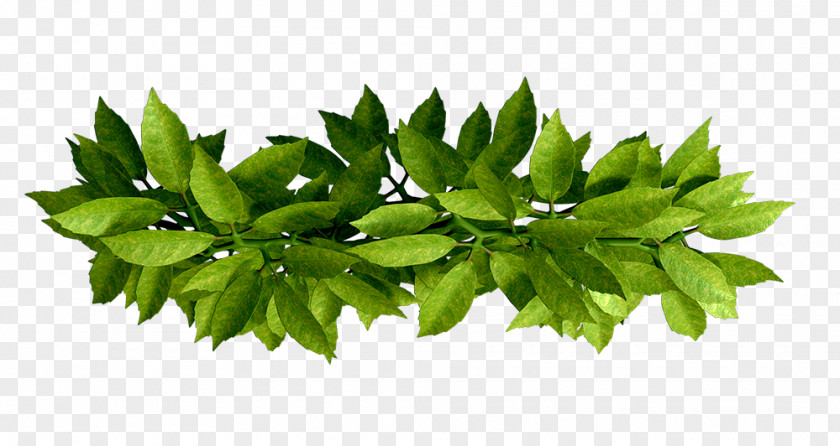 Leaf Branch PNG