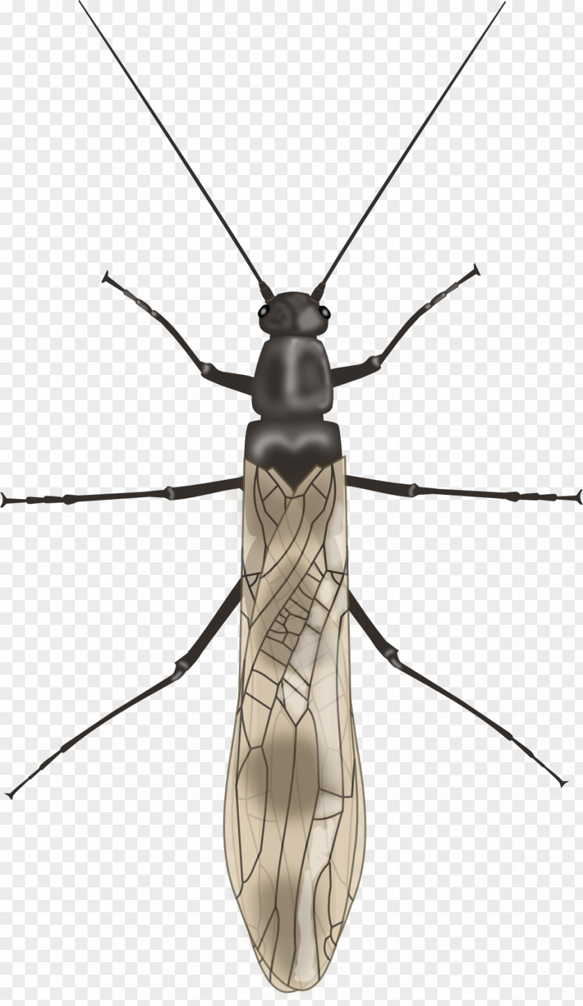 Mosquito Longhorn Beetle Net-winged Insects Fly PNG