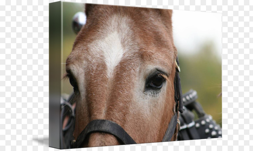 Mule Halter Mane Rein Bridle Pack Animal PNG