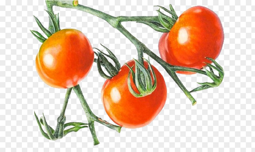 Red Tomato Cherry Vegetable Drawing PNG