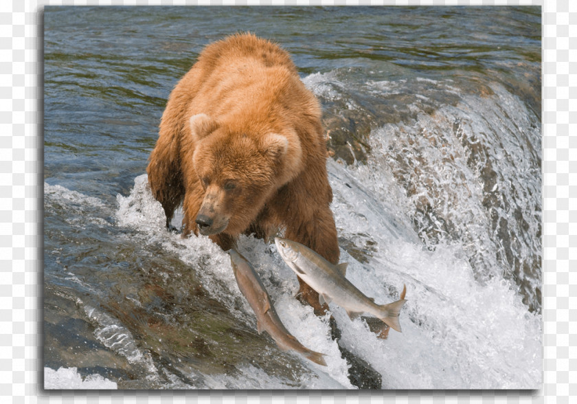 Bear I Am A Grizzly Brooks Falls Desktop Wallpaper PNG