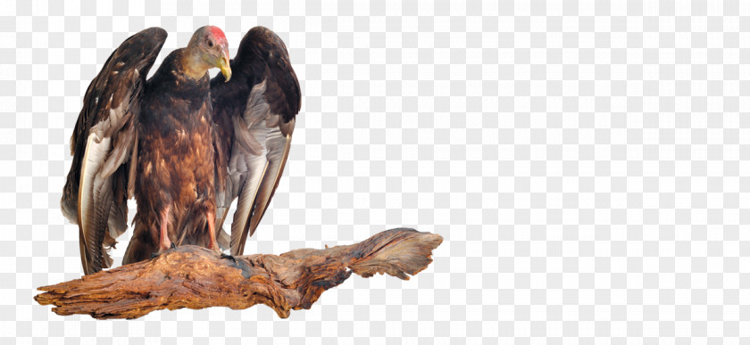 Bird Of Prey New World Vulture University Central Florida PNG