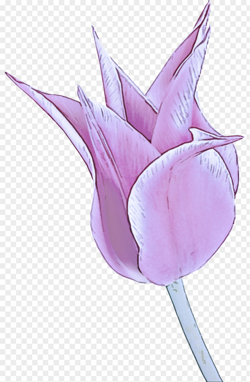 Lily Family Leaf Pink Purple Lilac Petal Plant PNG