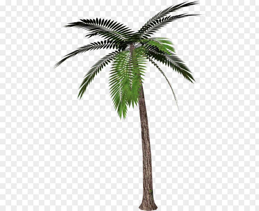 Tree Clip Art Palm Trees Transparency Mexican Fan PNG