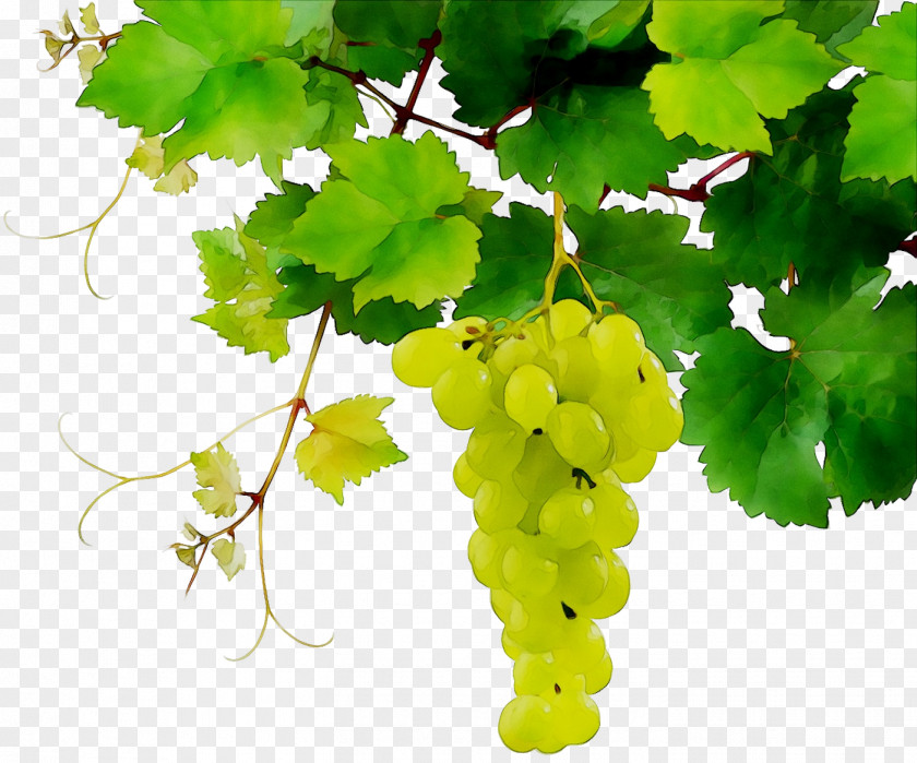 Wine Grape Sultana Sauvignon Blanc Cabernet PNG