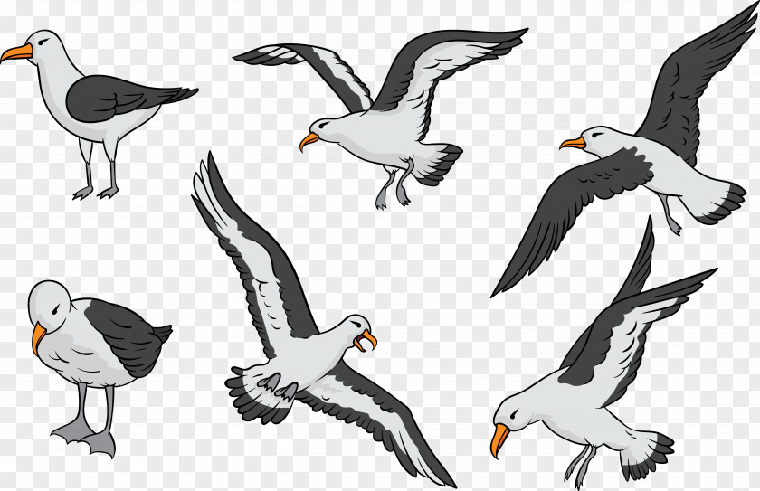 Albatross Collection Bird Penguin PNG