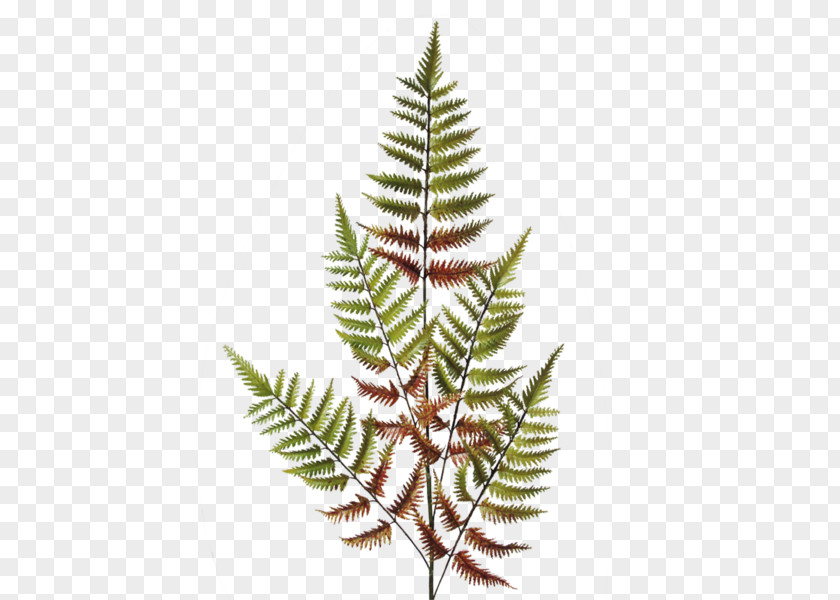 Autumn Meadow Fern Flower Dryopteris Erythrosora Vascular Plant PNG