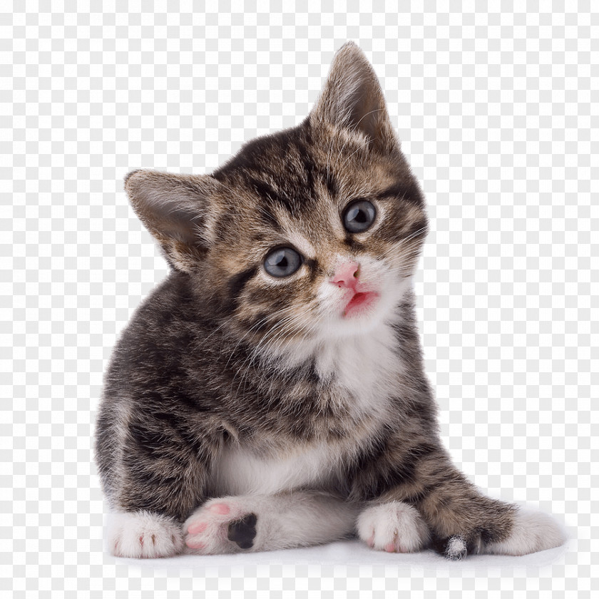 Cat Image Download Picture Kitten PNG