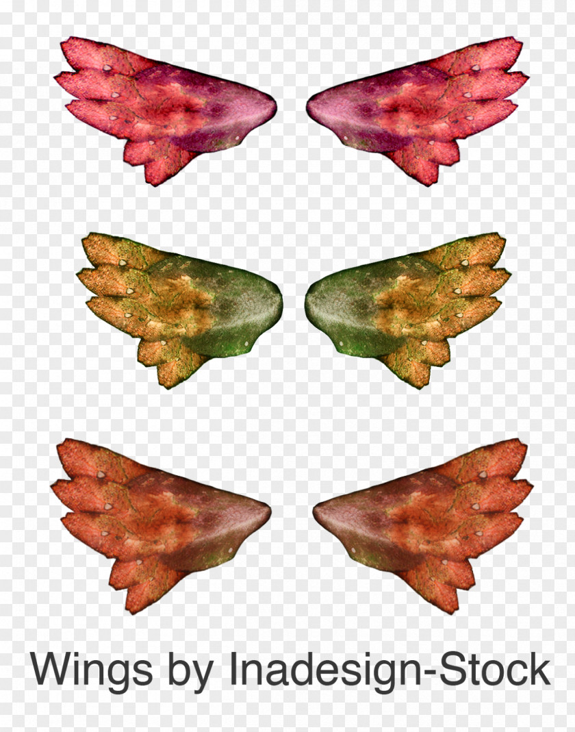 Fantasy Wings Leaf Tree PNG