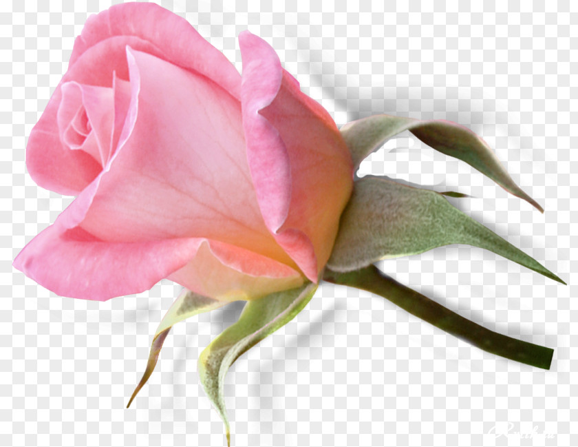 Flower Garden Roses Pink Blog Clip Art PNG