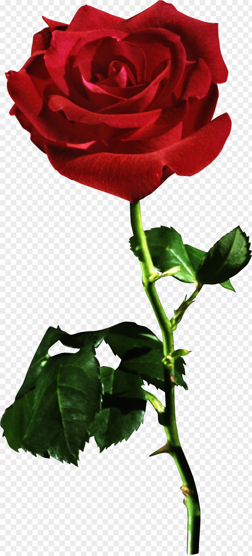 Red Flower Rose Desktop Wallpaper Stock Photography PNG