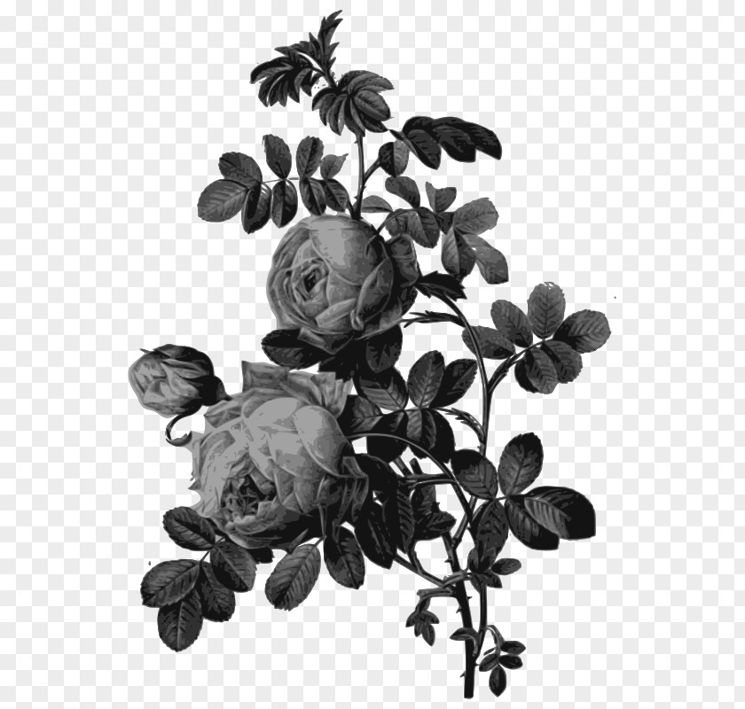 Rose Drawing Printing Painting Art PNG