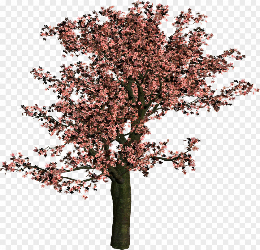Spring Tree Shrub Woody Plant Branch PNG