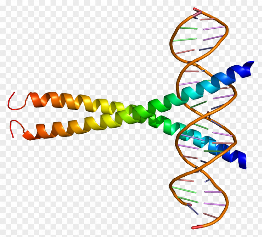 ATF1 Protein BRCA1 Leucine Zipper Transcription Factor PNG