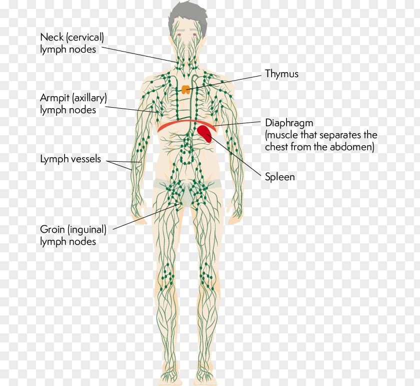 Axillary Anatomy Lymphatic System Human Body Thymus Physiology PNG