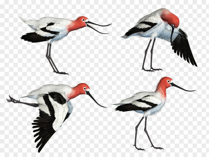 Bird White Stork Water Wader Beak PNG