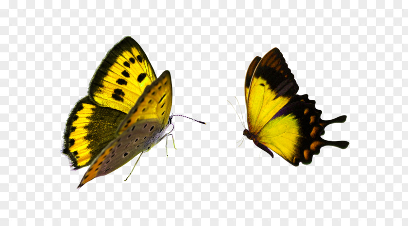 Butterfly Gardening Desktop Wallpaper Clip Art PNG