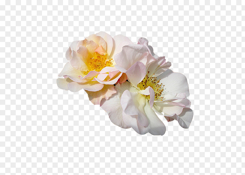 Christmas Card Animaatio Rose Flower PNG