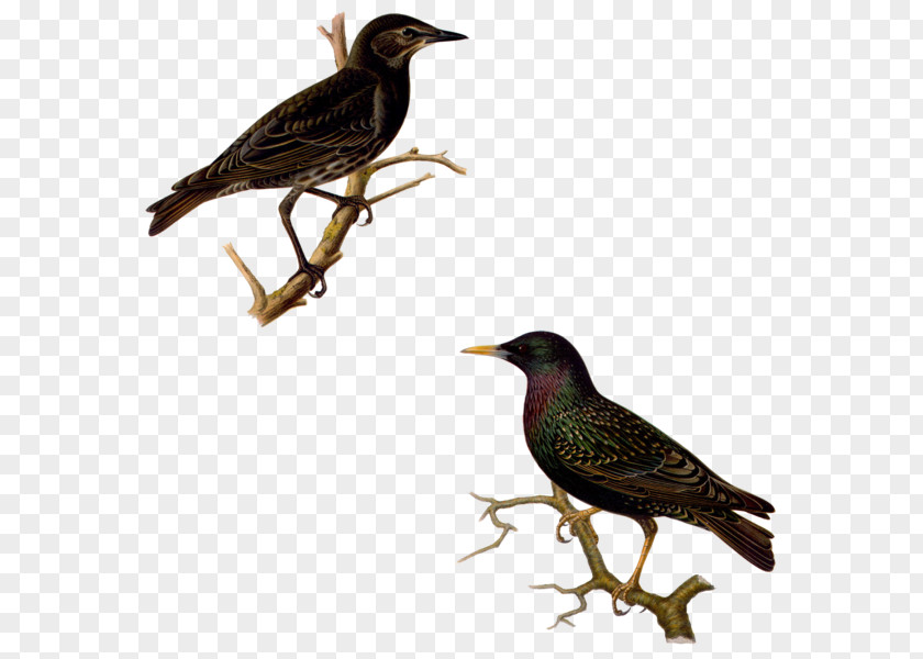 Cut To The Chase Common Starling Bird Garden School Peregrine Falcon PNG