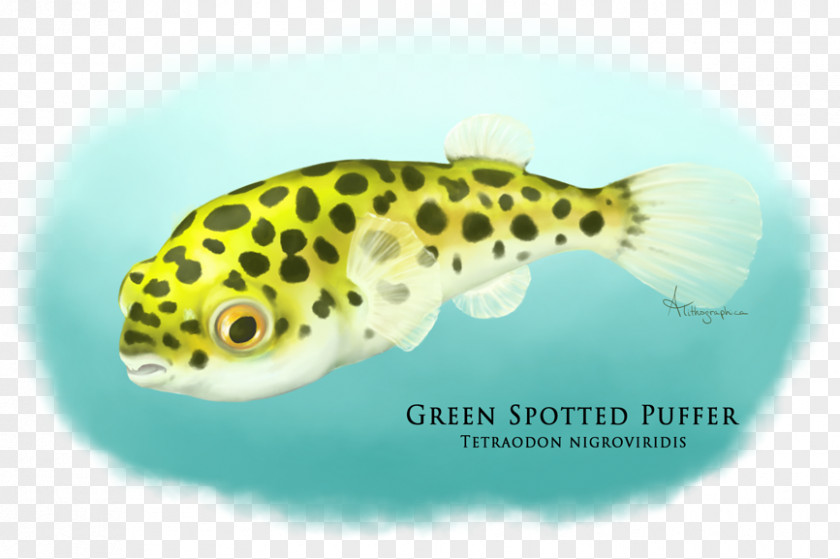 Fugu Dichotomyctere Nigroviridis Fahaka Pufferfish Green Spotted Puffer Aquarium PNG