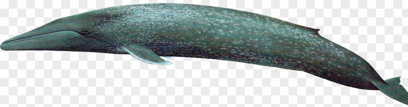 Killer Whale Dolphin Marine Mammal Porpoise Cetacea PNG