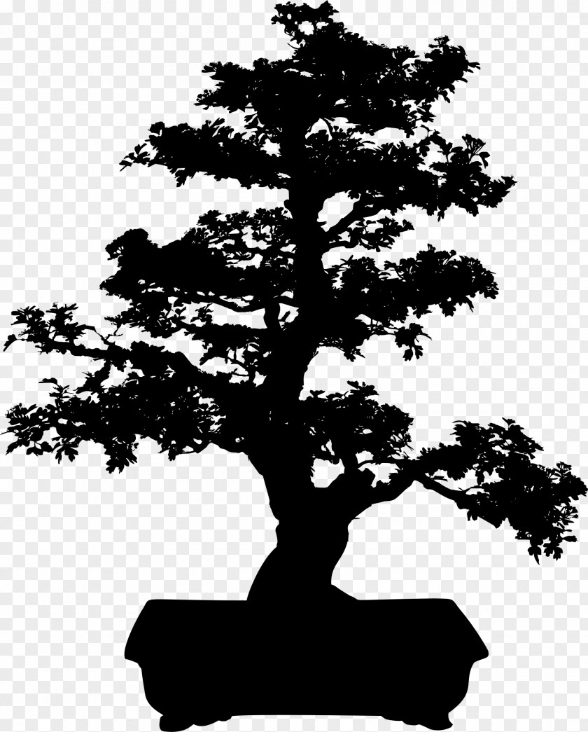 Tree Bonsai Clip Art PNG