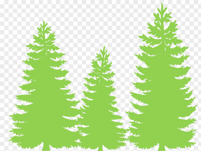 Tree Eastern White Pine Fir Evergreen Conifers PNG