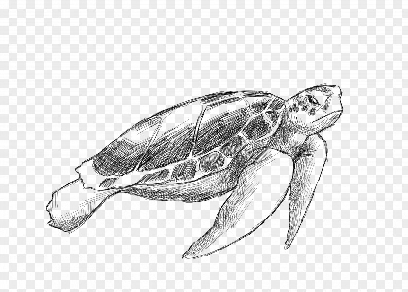 Vector Gray Pencil Turtle Sea Drawing Animal Illustration PNG