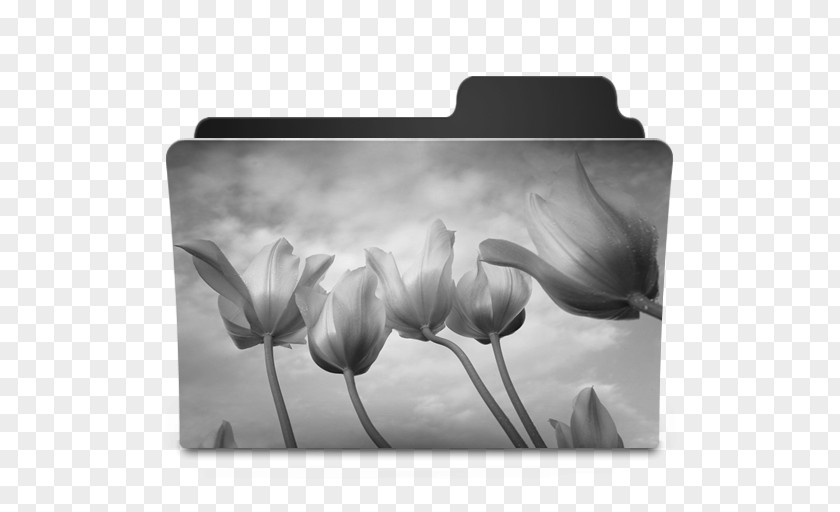 White Tulips Desktop Wallpaper Video Door-phone Morning PNG